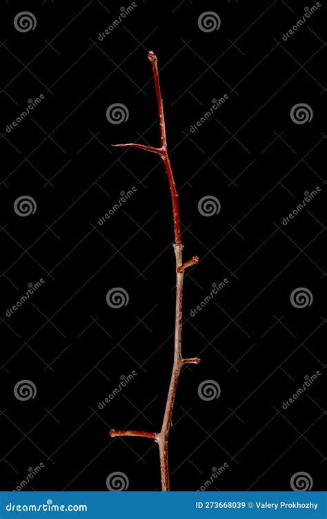 Hairy Cockspurthorn Crataegus Submollis Wintering Twig Closeup Stock