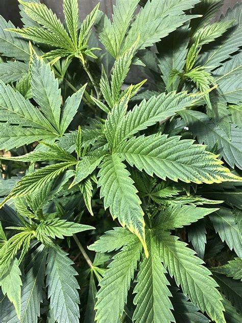 How To Identify And Treat Magnesium Deficiency In Cannabis Plants