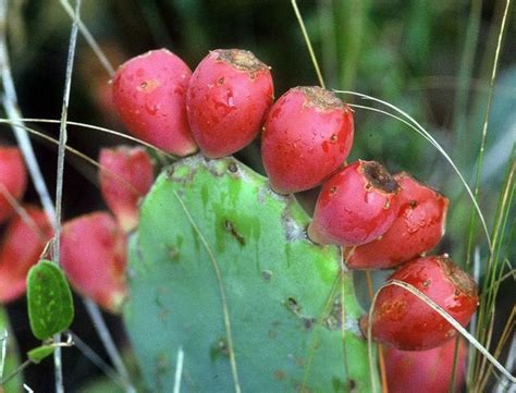 The trick is that the prickly pear extract needs to ingested before the alcoholic beverages. How To Eat A Prickly Pear. (With images) | Cactus flower ...