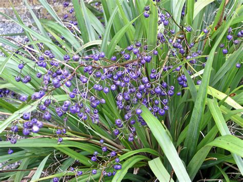 How To Successfully Grow Flax Lily A Field Guide To Planting Care