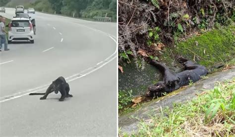 Black Panther Dies After Getting Run Over By Car In Seremban Trp