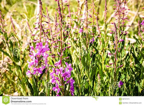 Fireweed Chamaenerion Angustifolium Pink Wildflowers Stock Photo