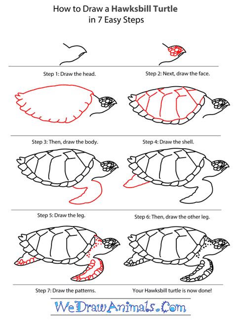 Hawksbill turtle (eretmochelys imbricata) named for their narrow, pointed beak. How to Draw a Hawksbill Turtle