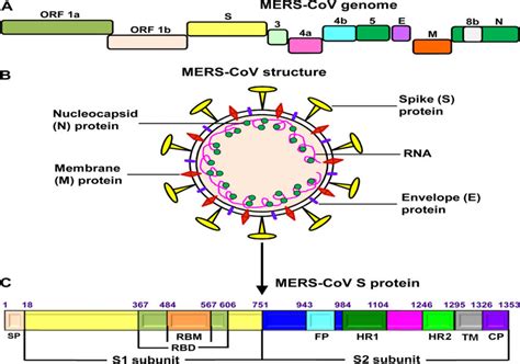 Mers Cov Genome And Schematic Structure Of Viral Proteins A The Sexiz Pix