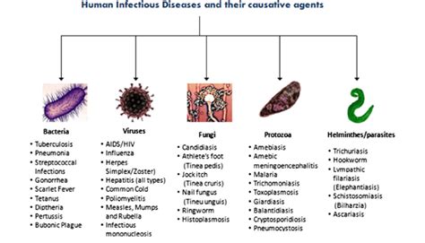 Classification Of Infectious Diseases Based On Their Causative Agents Download Scientific