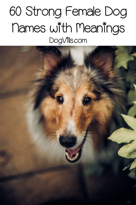 60 Fiercely Strong Female Dog Names And Meanings