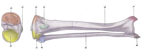 Coxal bone diagram data wiring diagram today. Unlabeled Tibia and Fibula | Tibia Fibula | Anatomy ...