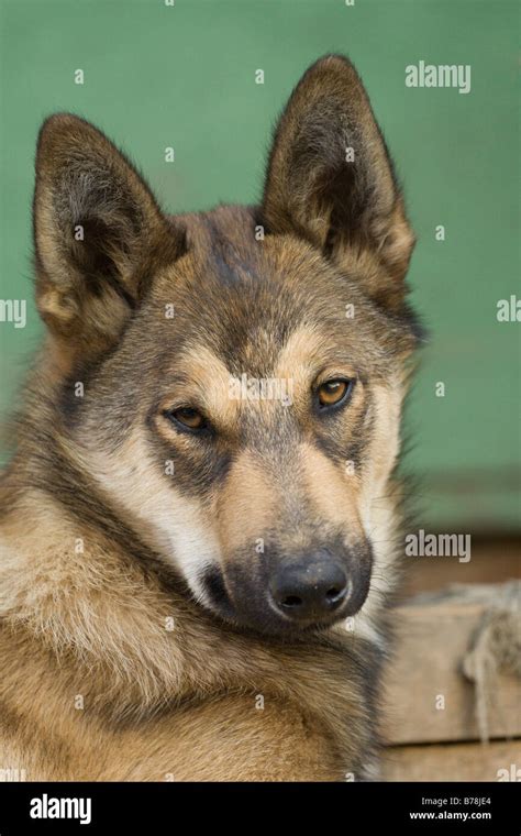 Hound Dog Siberian Laika Stock Photo Alamy