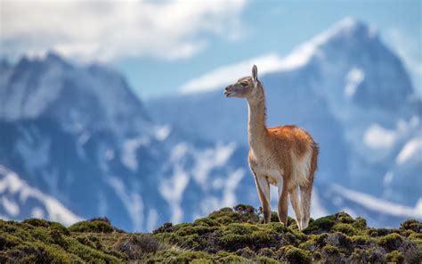 Lama Animals Mountains Nature Wallpapers Hd Desktop