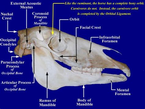 Equine Craniosacral Therapy 1 Tom Mayes Integrated Equine Therapies