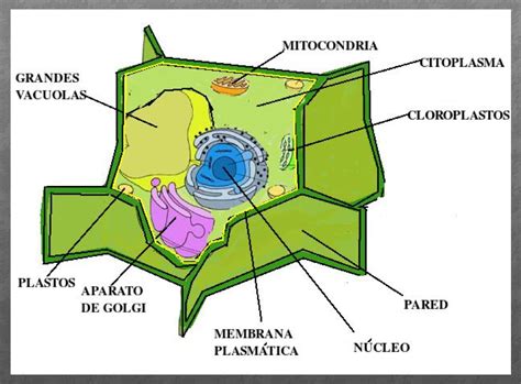 Celula Eucariota Vegetal
