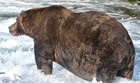 Grizzly Bear That Weighs As Much As 8 Men Has Been Crowned As The