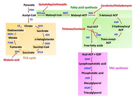 Schematic Of The Lipid Biosynthesis Pathway In Microalgae And Yeasts