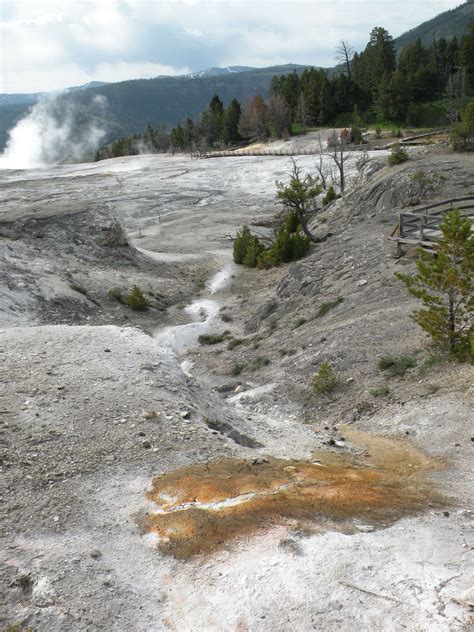 Mammoth Hot Springs Yellowstone National Park June 2014 Photo By