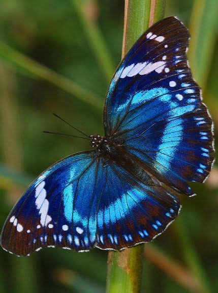 Tanzanian Diadem Beautiful Butterflies Butterfly Pictures Butterfly