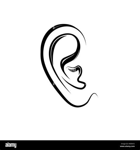 Human Ear Anatomy Black And White Stock Photos And Images Alamy