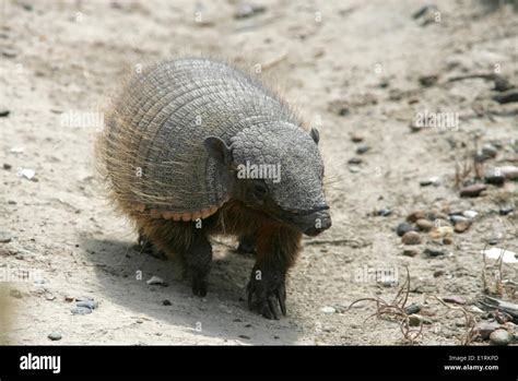 Andean Hairy Armadillo Chaetophractus Nationi Stock Photo Alamy