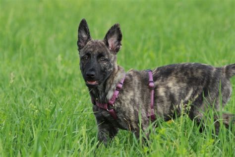 Dutch Shepherd Breed Guide Info Pictures Care And More Pet Keen