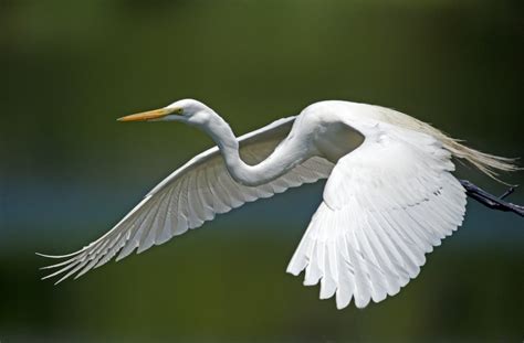 Egret In Flight Bob Rehak Photography