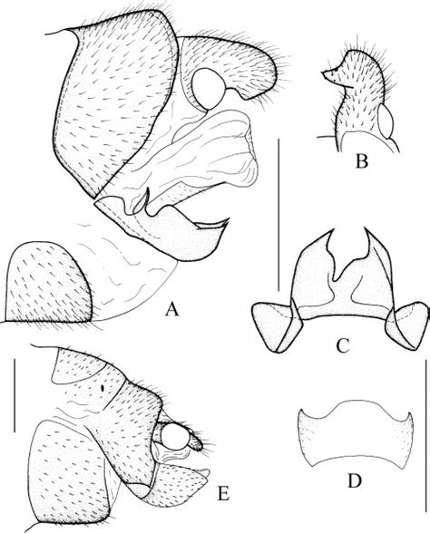 Ae Ctenochauliodes Similis Sp Nov — A Male Genitalia Lateral