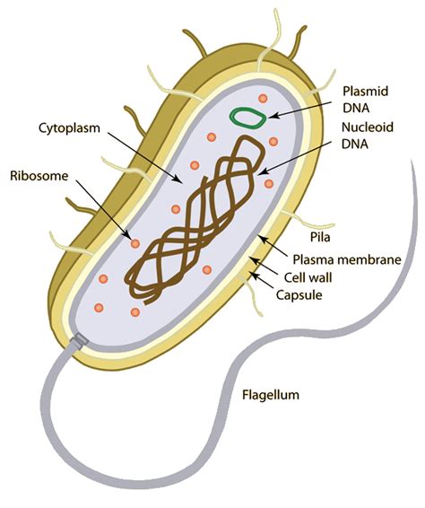 The distinction between prokaryotes and eukaryotes is considered to be one of the most critical variations among groups of organisms. Prokaryotic Cells