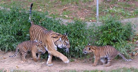Tiger Mom And Cubs Pics4learning