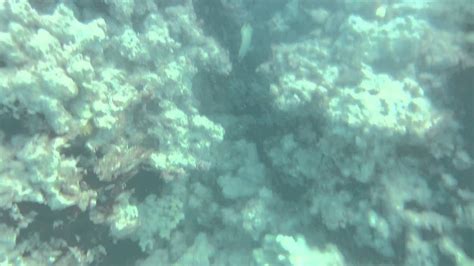 Lanikai Beach Snorkeling Fish Coral Murky Low Visibility Kailua