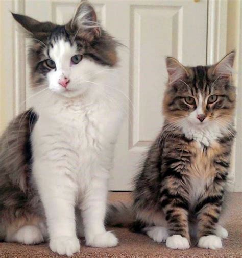 High to low nearest first. Missing Free Cats And Living Within A Pet Food Factory ...