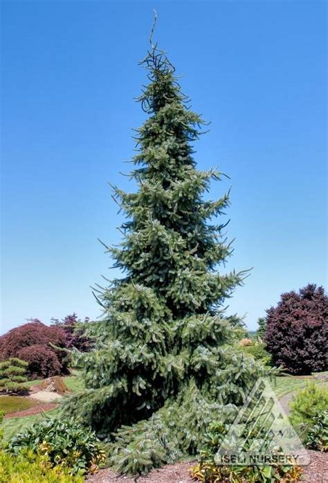 It has a low canopy, and should not be planted underneath power lines. Picea omorika 'Gotelli Weeping' from NVK Nurseries