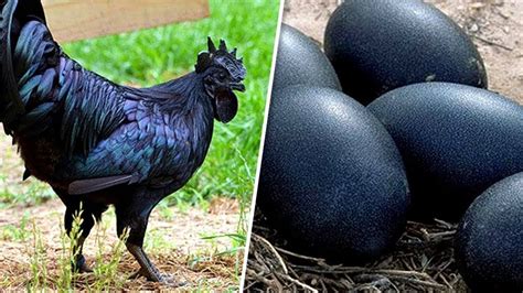 Top 10 Of The Worlds Most Unusual Chicken Breeds Youtube