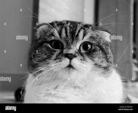Scottish Fold Cat Stock Photo Alamy
