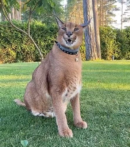 Meet Pumba The Fat Pet Caracal Of Latvia Who Wants To Escape