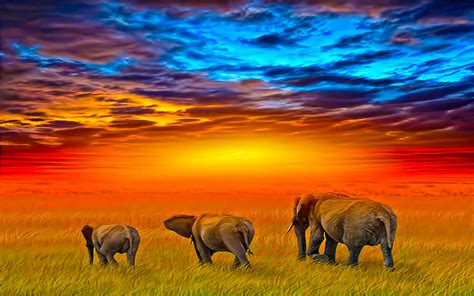 Elephant Full Hd Wallpaper And Background Image 1920x1200 Id125008