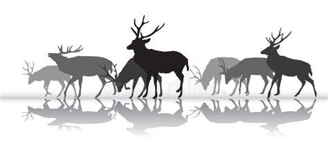 Walking Deers Females Silhouette With Reflection Stock Vector