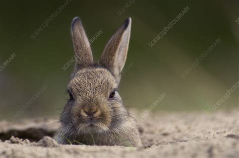 European Rabbit Emerging From Burrow In Warren Stock Image F023