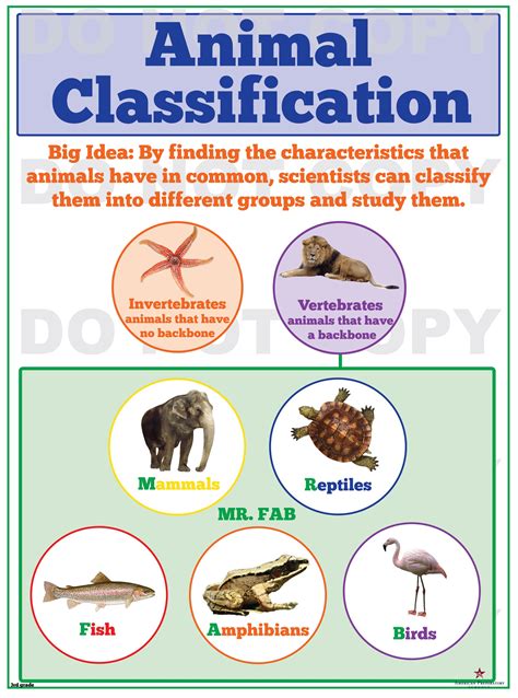 Animalia Classification