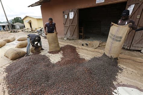 New Cocoa Producer Price Will Kill The Cocoa Industry Coalition For