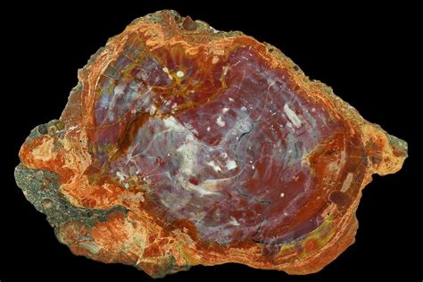 Arizona State Fossil Petrified Wood Araucarioxylon