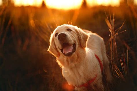 P Of Your Golden Retriever Heat Cycle And Is Associated With Further