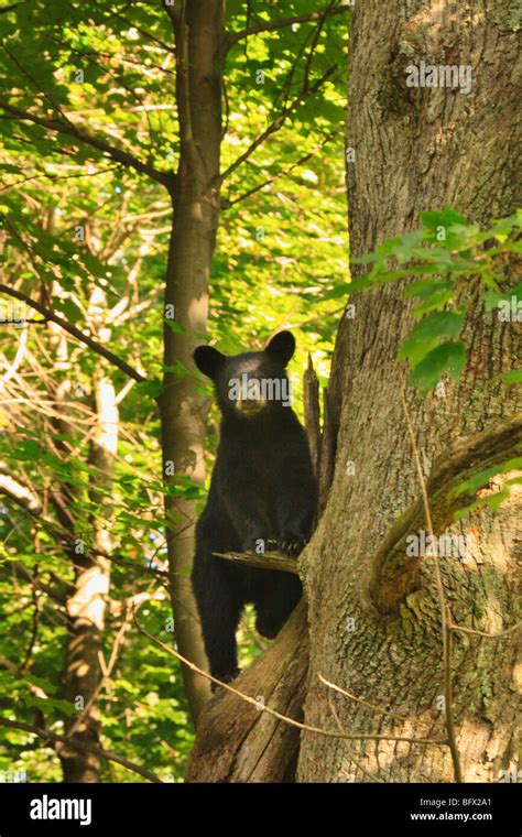 black bear cub climbs oak tree on skyline drive north of big meadows shenandoah national park