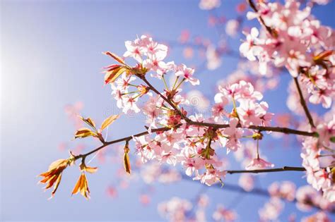 Pink Sakura Blossom Branch Under Sakura Tree Shade Behind Sunlight Ray