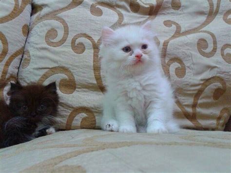 Persian kittens this beautiful four baby would absolutely be the purrfect addition to your family! Persian/ragdoll kitten for sale • Singapore Classifieds