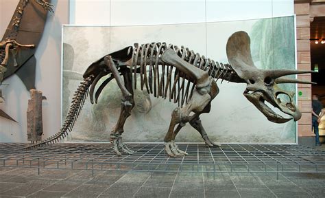 Triceratops Fossil Wiki Fandom