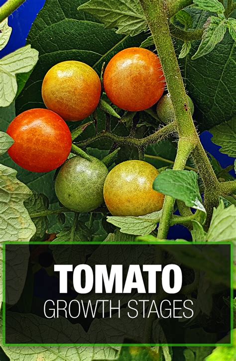 Tomato Growth Stages — Review Of All The Growing Stages