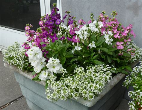 How To Make A Small Fragrant Garden Fragrant Plants For Containers