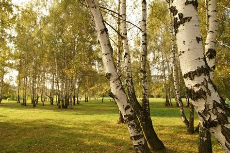 Birch Trees 3 Free Photo Download Freeimages