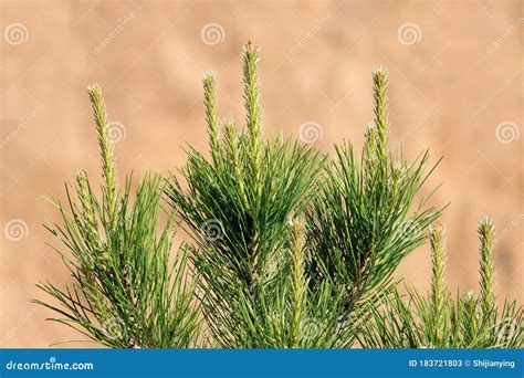 Chinese Red Pine Stock Image Image Of Buds Chinese 183721803