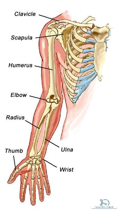 Upper Limb Bones Anatomy And Muscle Attachment How To Relief Human