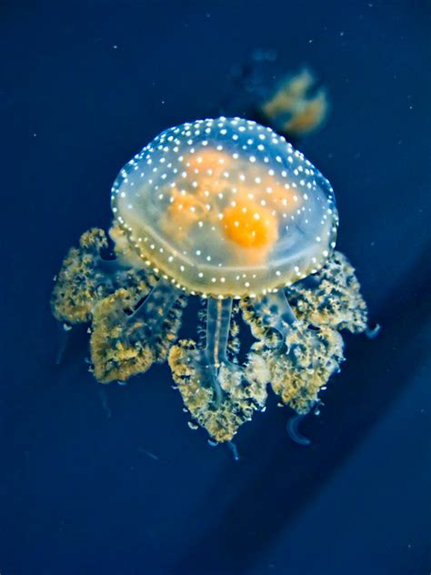 Ridiculously Cute Jellyfish Aww