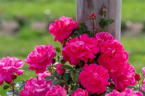 We did not find results for: 10 Beautiful, Easy-to-Grow Climbing Roses for Your Garden ...